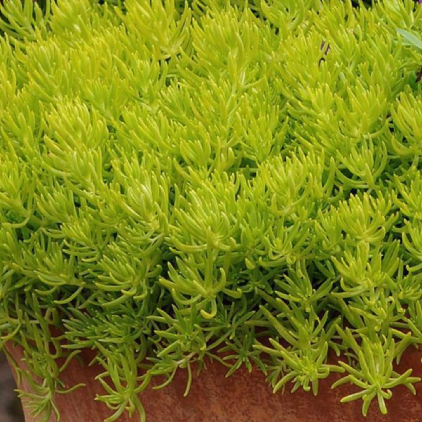Sedum mexicanum 'Lemon Ball'