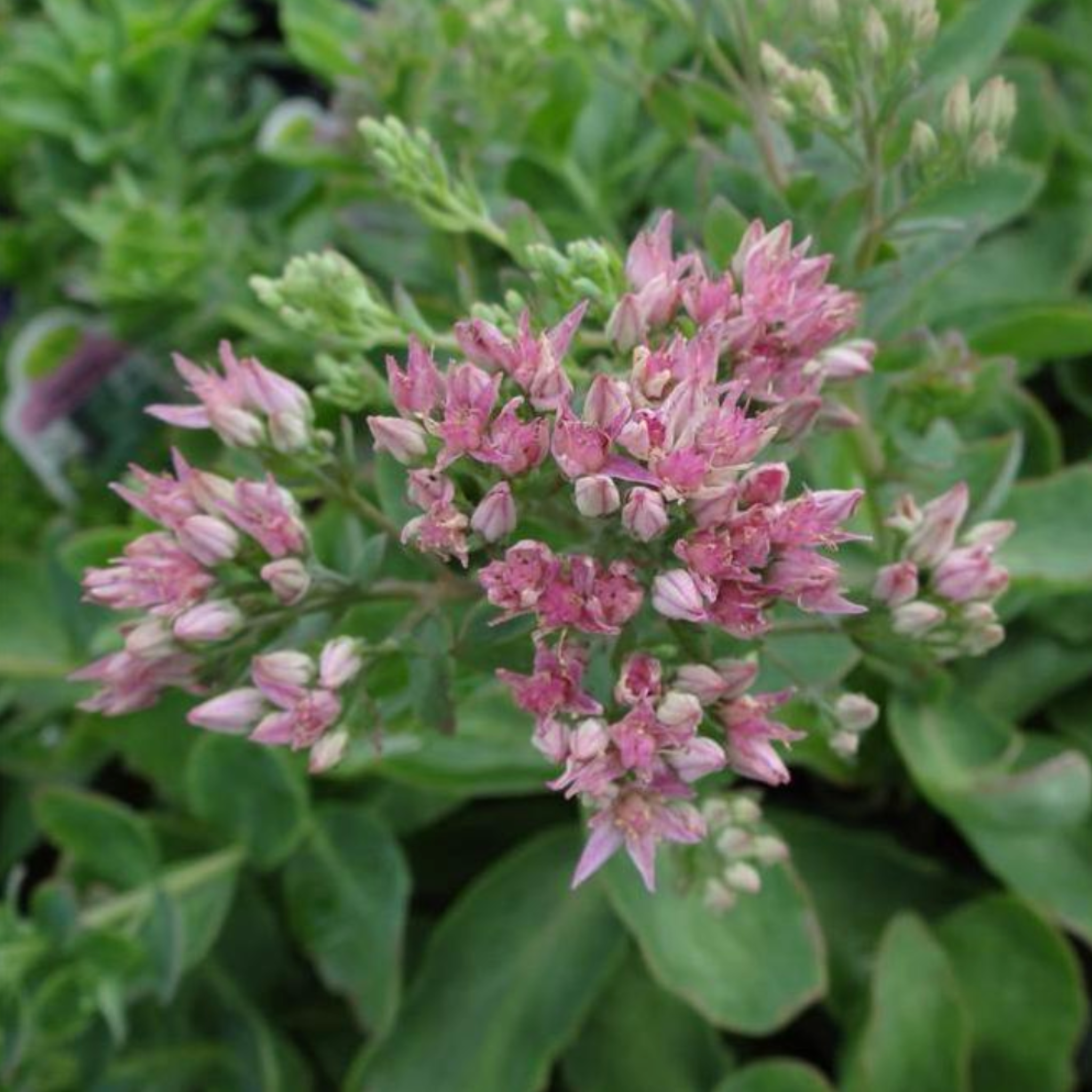 Sedum maximum telephium 'Munstead Dark Red' – Fantastic Gardens