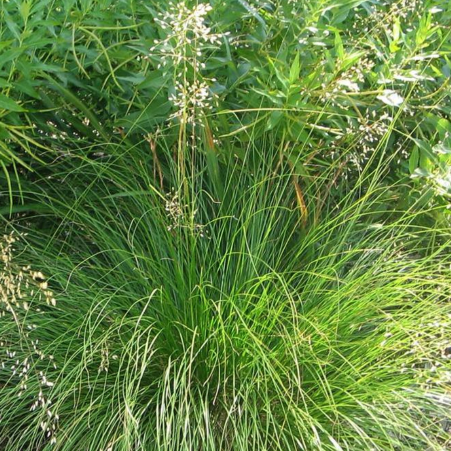 'Prairie Dropseed' Grass