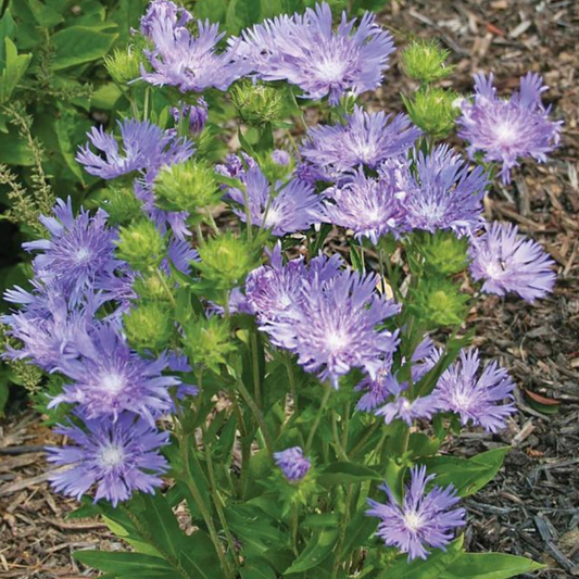 Stokesia laevis 'Blue Danube'