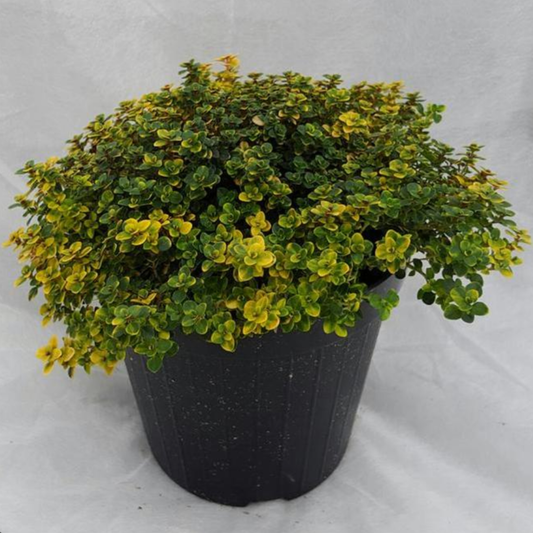 Thymus citriodorus 'Doone Valley'