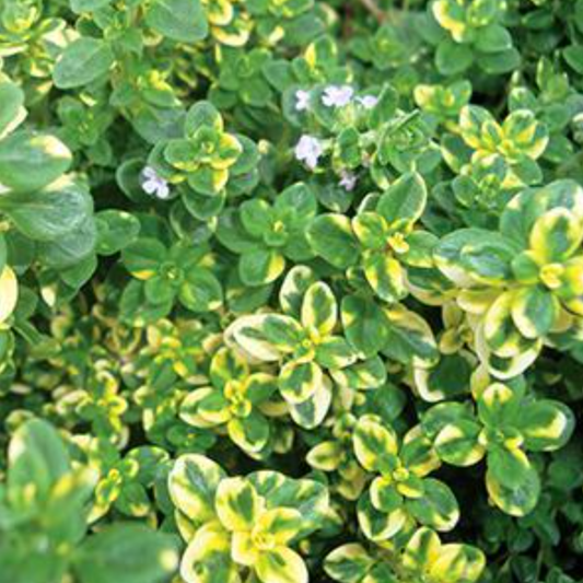 Thymus citriodorus aureus variegatus 'Golden Lemon'
