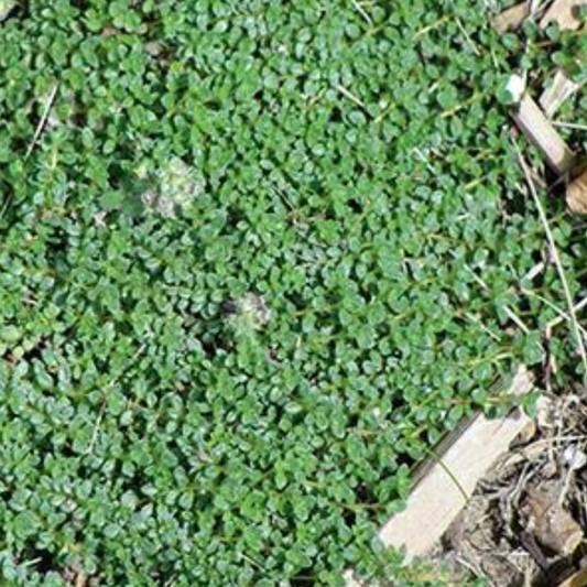 Thymus praecox 'Minus'