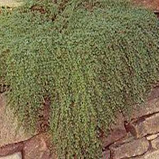 Thyme serpyllum 'Mother of Thyme'