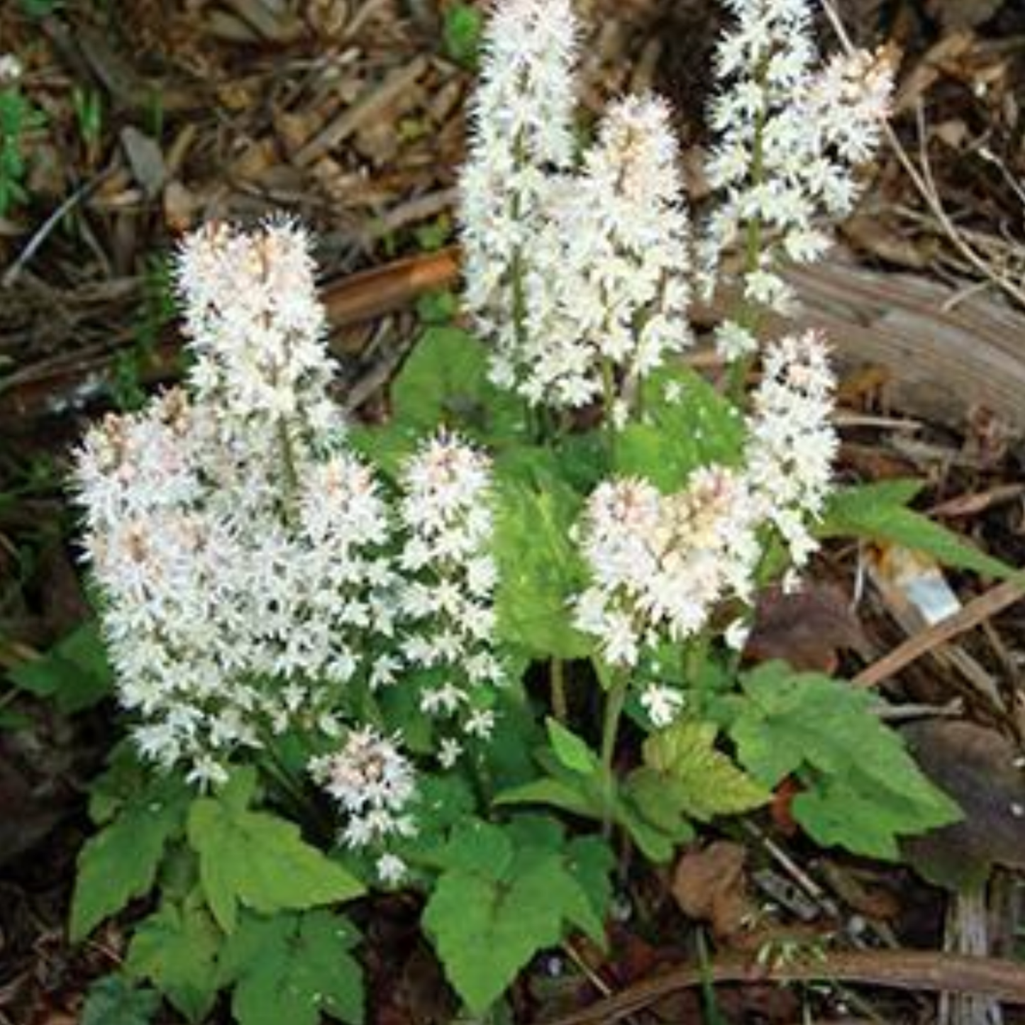 Tiarella wherryi