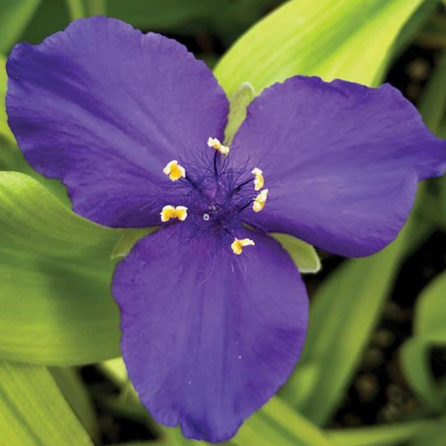 Tradescantia andersoniana 'Sweet Kate'