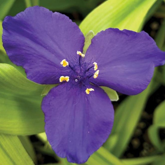 Tradescantia andersoniana 'Sweet Kate'