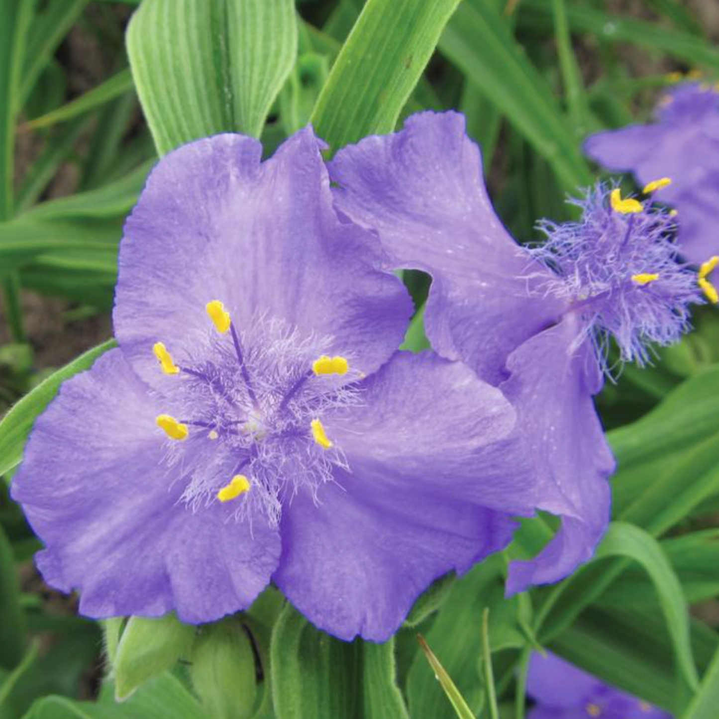 Tradescantia andersoniana 'Zwanenburg Blue'