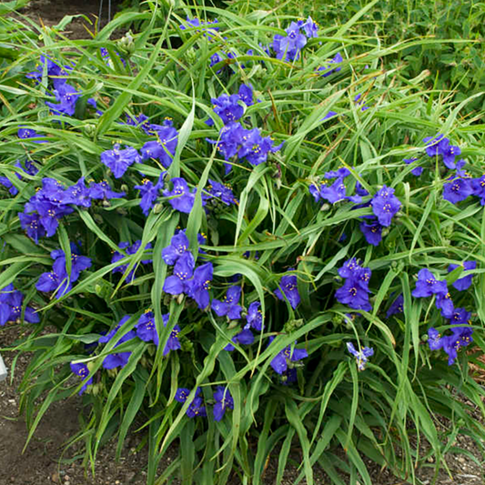 Tradescantia andersoniana 'Zwanenburg Blue'