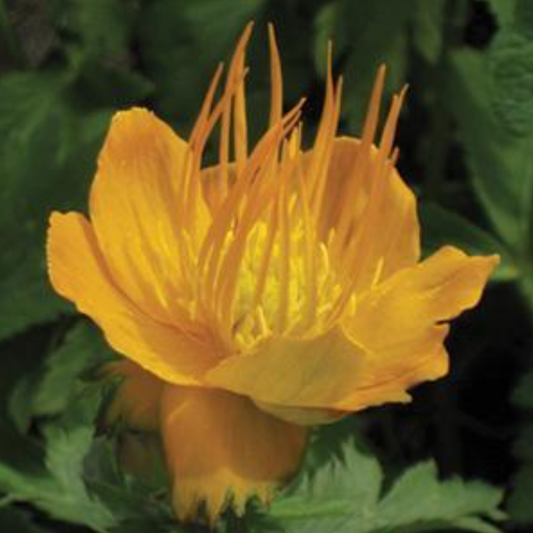 Trollius chinensis 'Golden Queen'