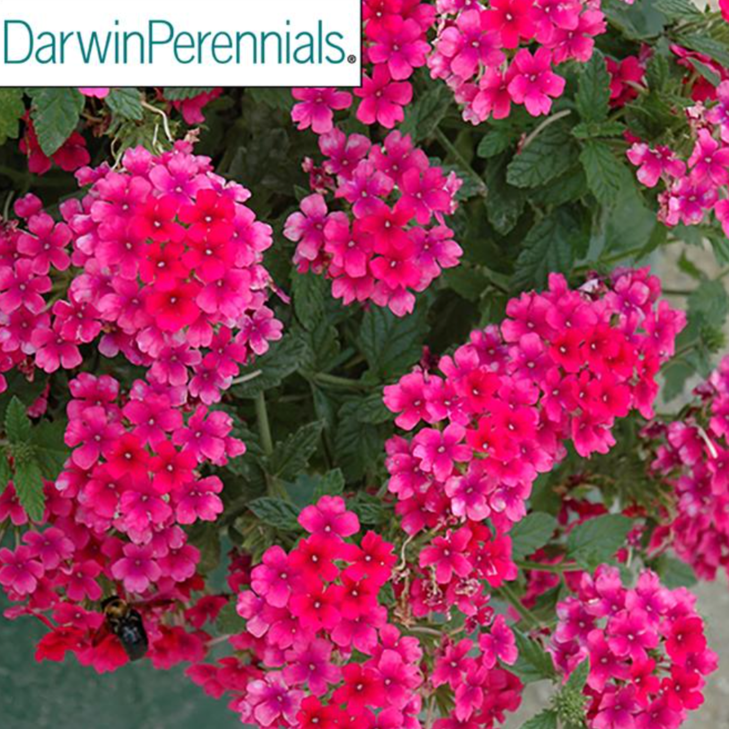Verbena canadensis 'Homestead Hot Pink'