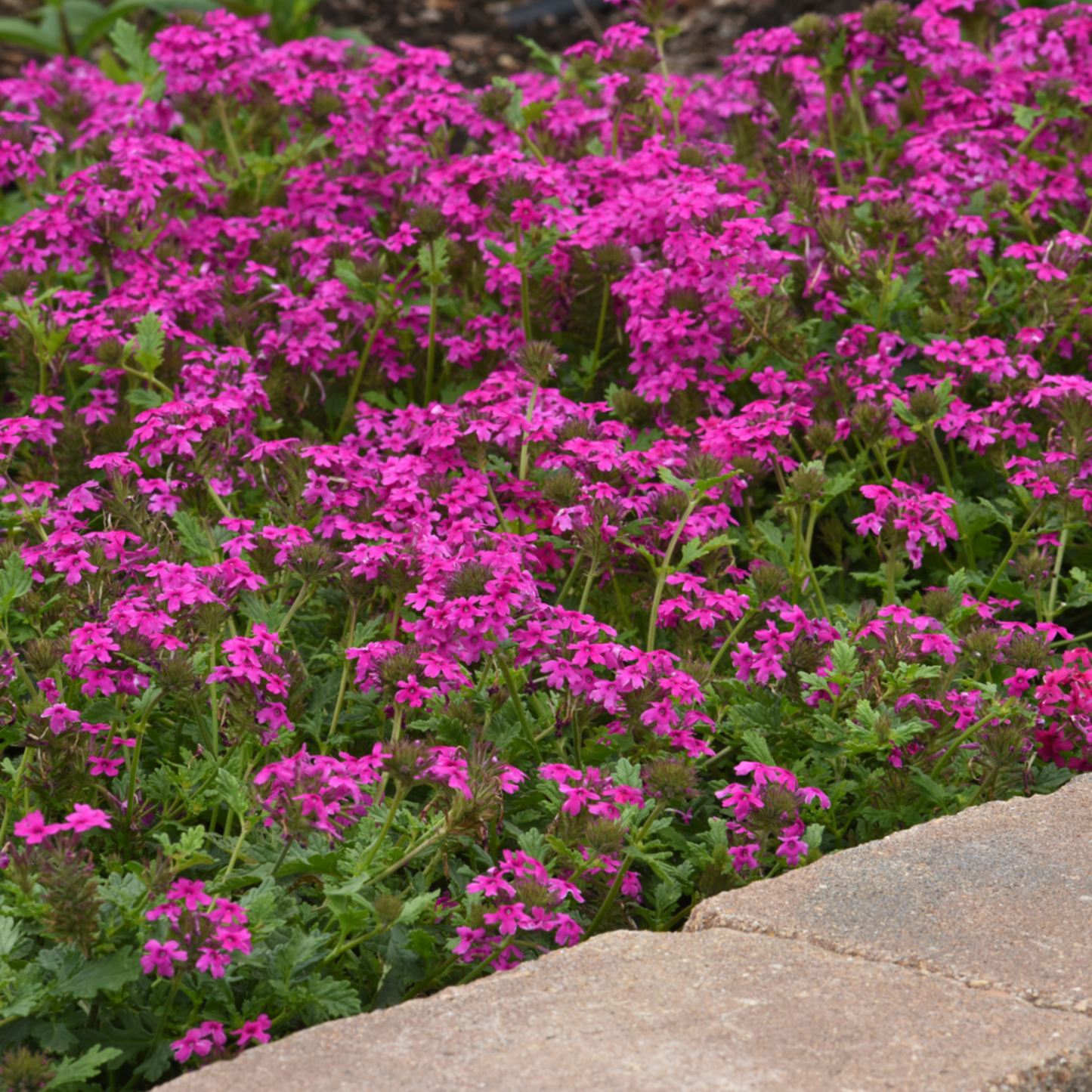 Verbena canadensis 'Homestead Hot Pink'