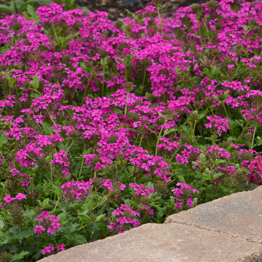 Verbena canadensis 'Homestead Hot Pink'
