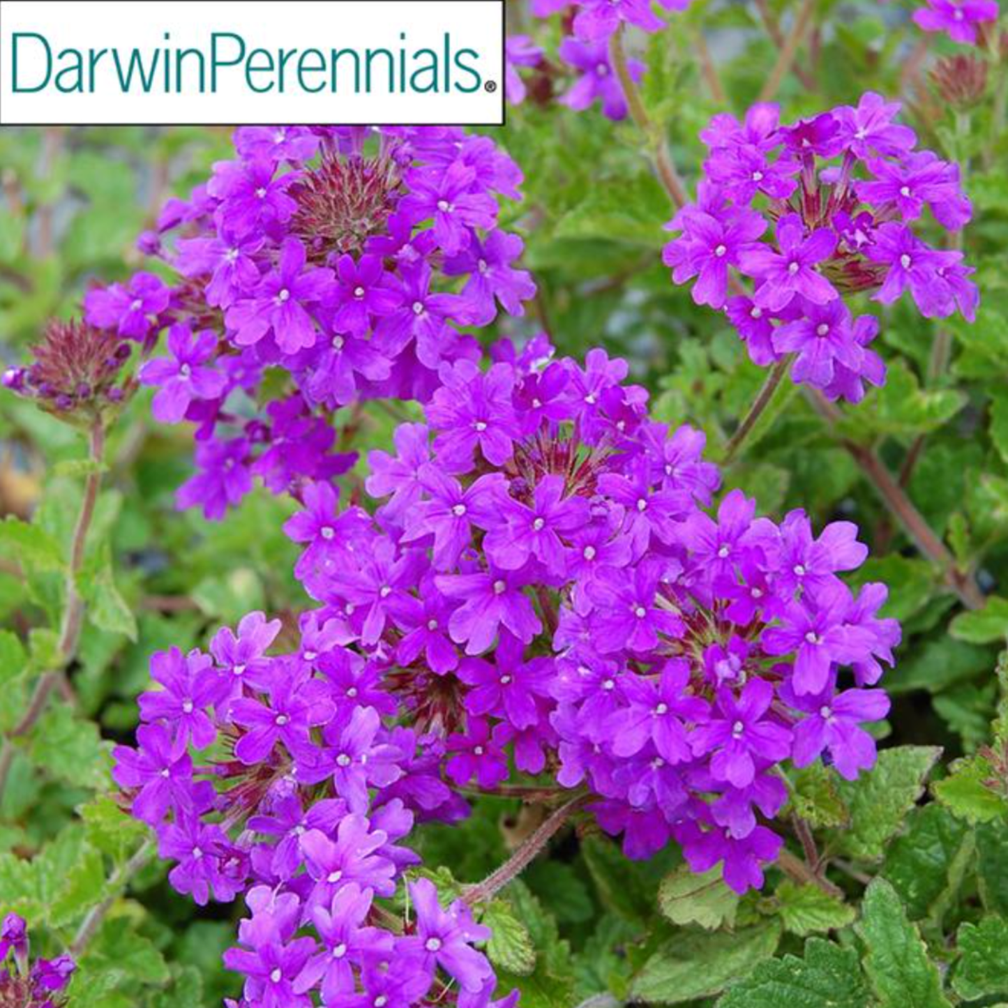 Verbena canadensis 'Homestead Purple'