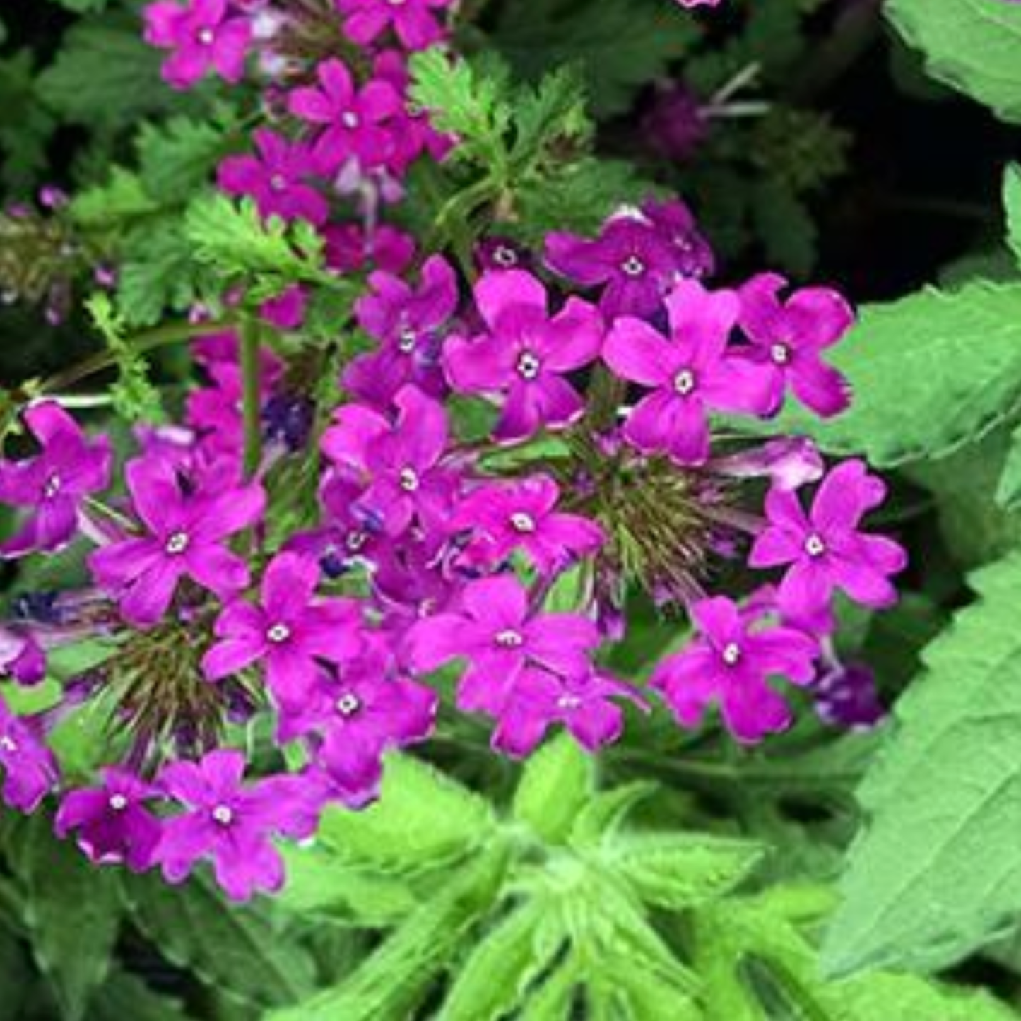 Verbena canadensis 'Perfecta'