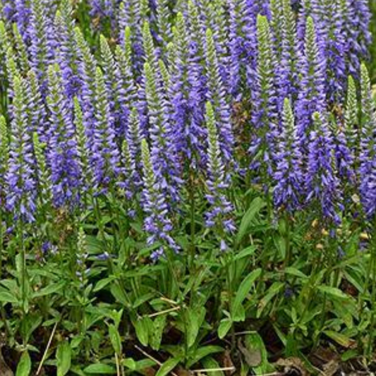 Veronica hybrida 'Blue Sprite'
