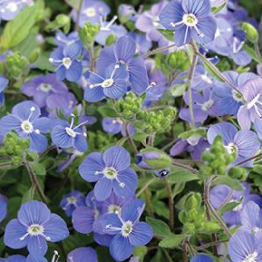 Veronica peduncularis 'Georgia Blue'