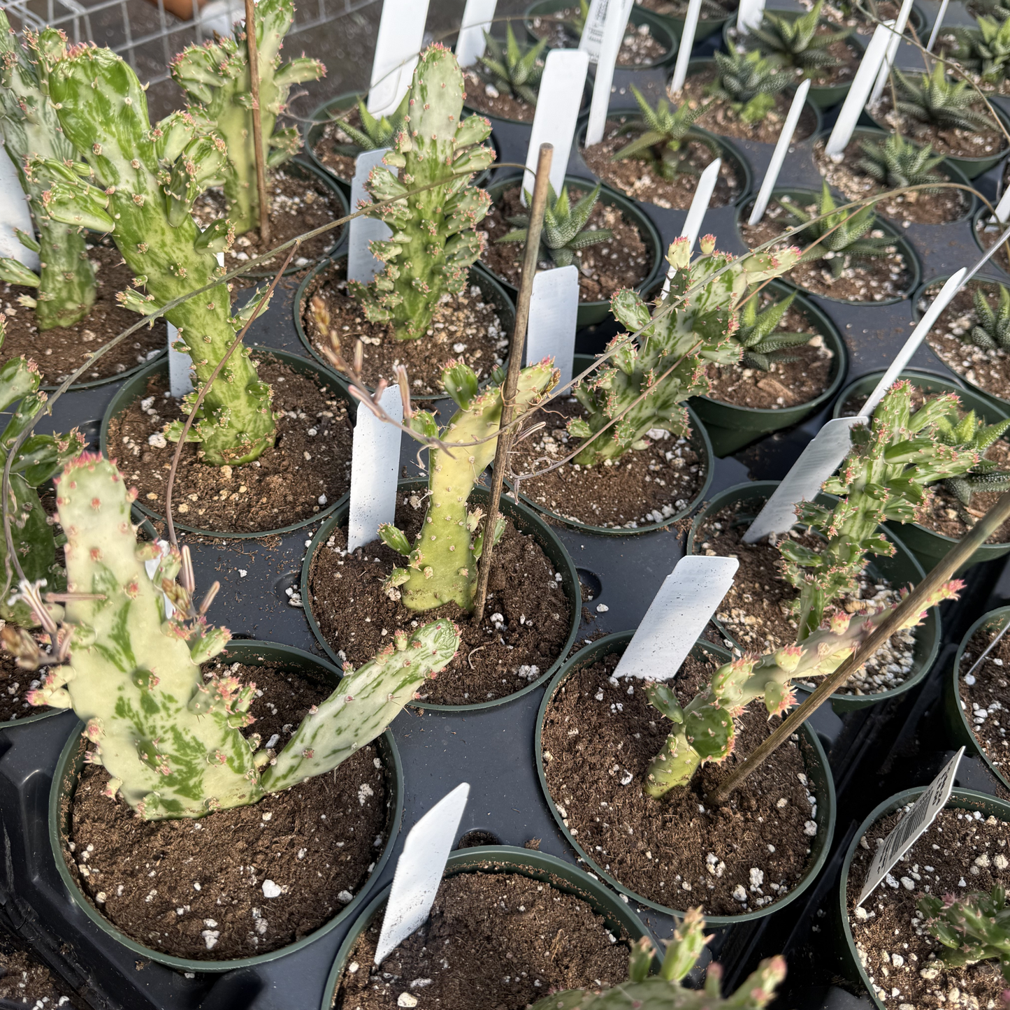 Opuntia cochenillifera Variegated