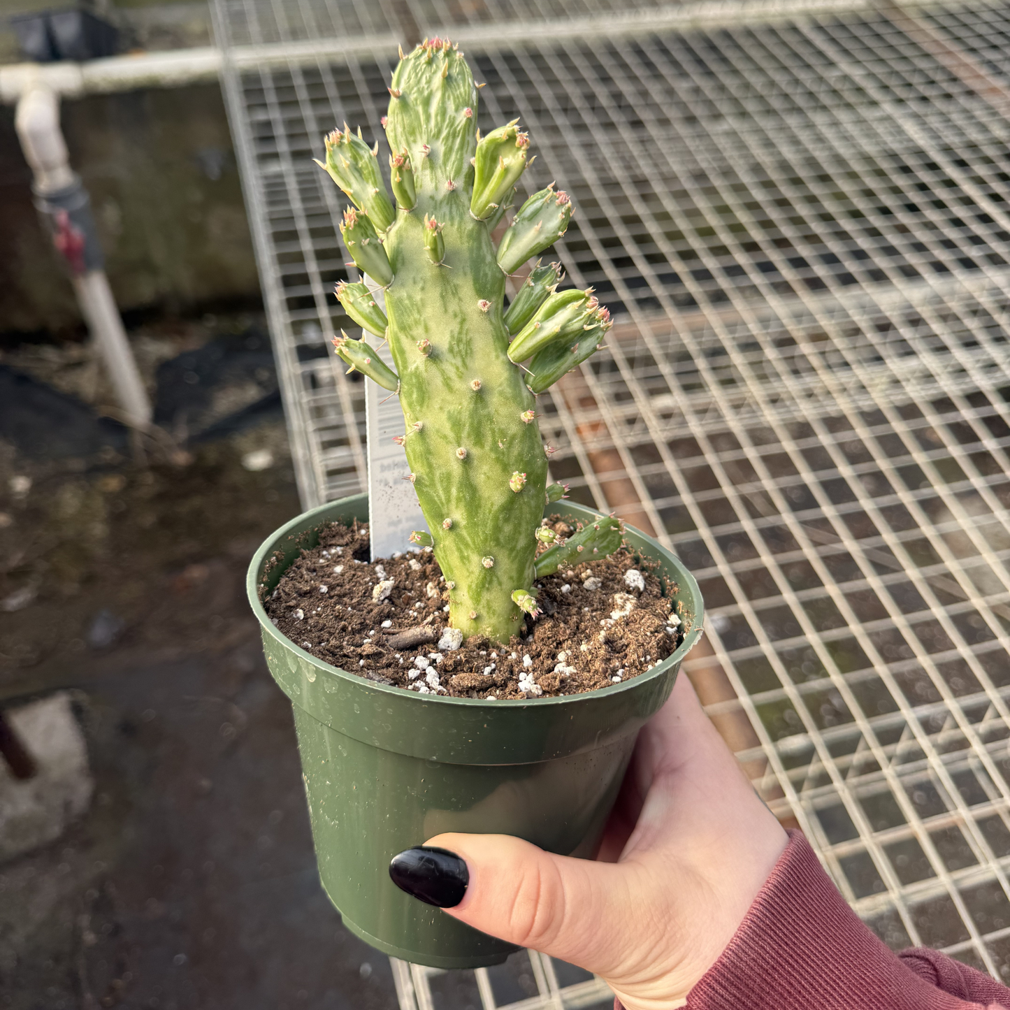 Opuntia cochenillifera Variegated