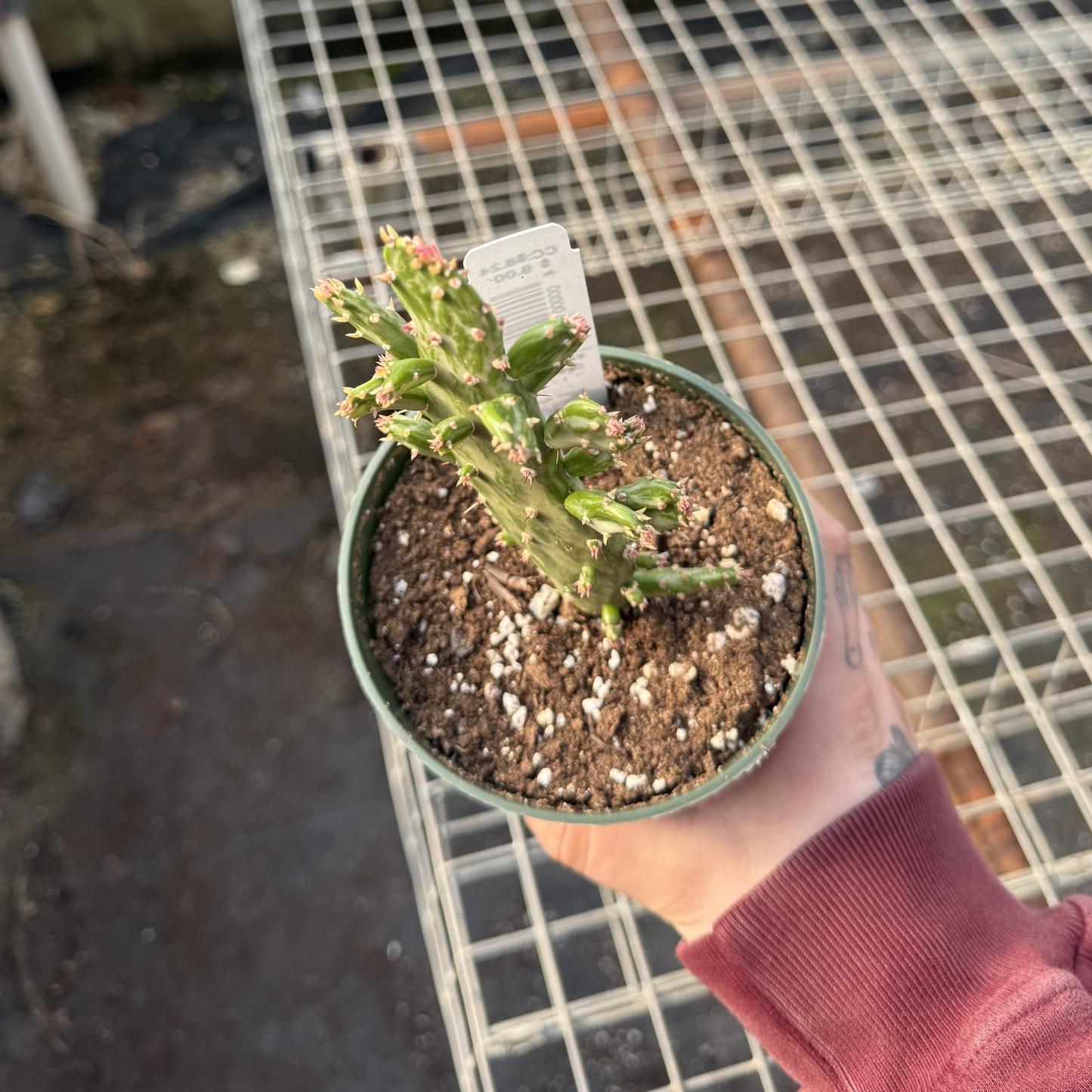 Opuntia cochenillifera Variegated