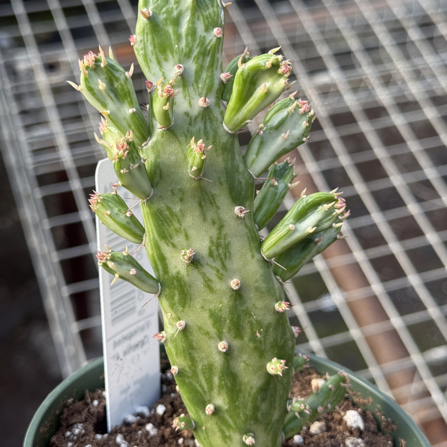 Opuntia cochenillifera Variegated
