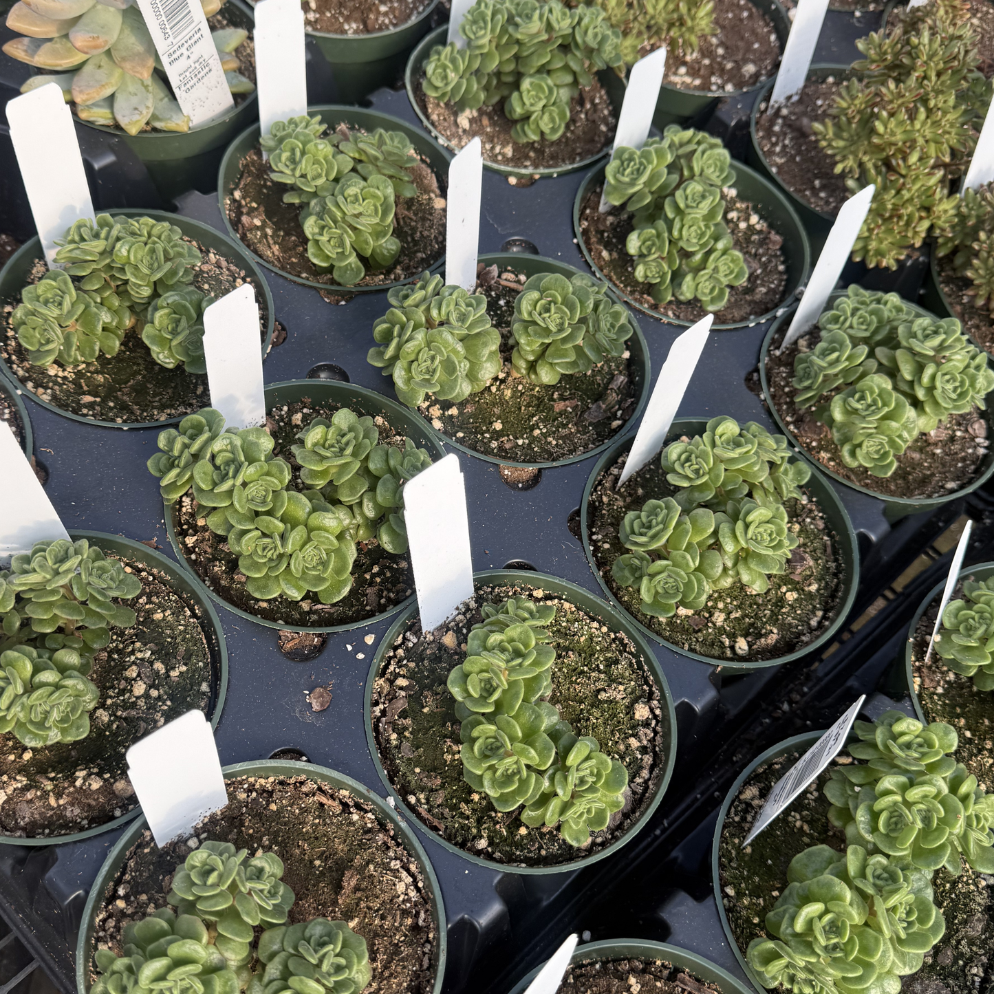 Aeonium lindleyi