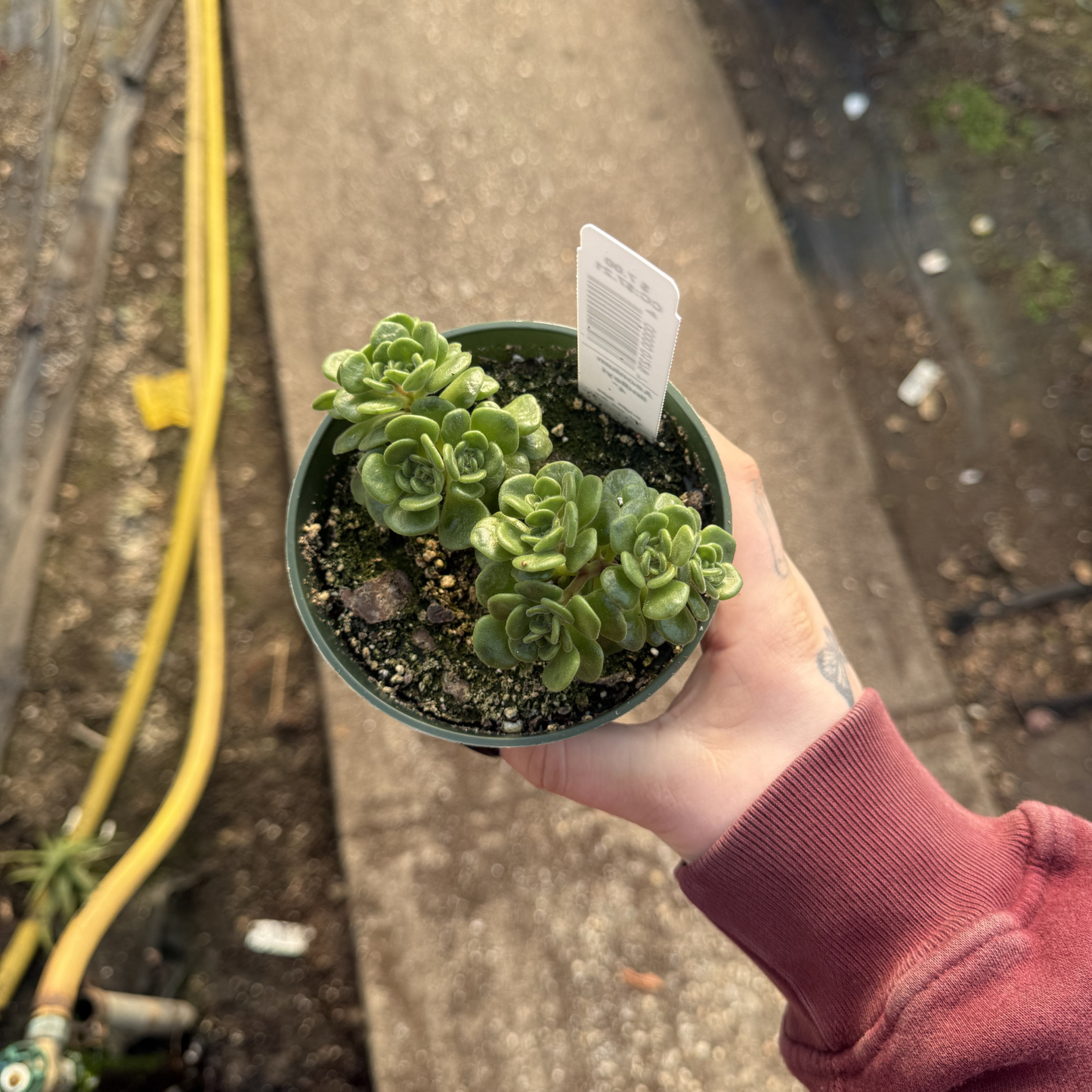 Aeonium lindleyi