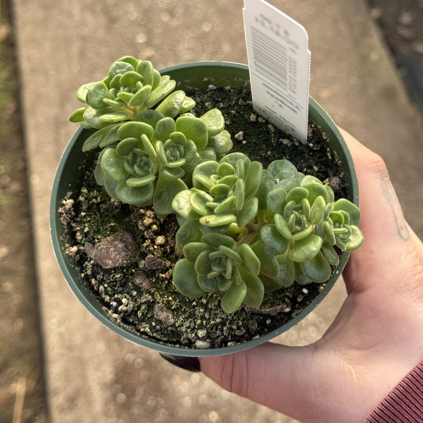 Aeonium lindleyi
