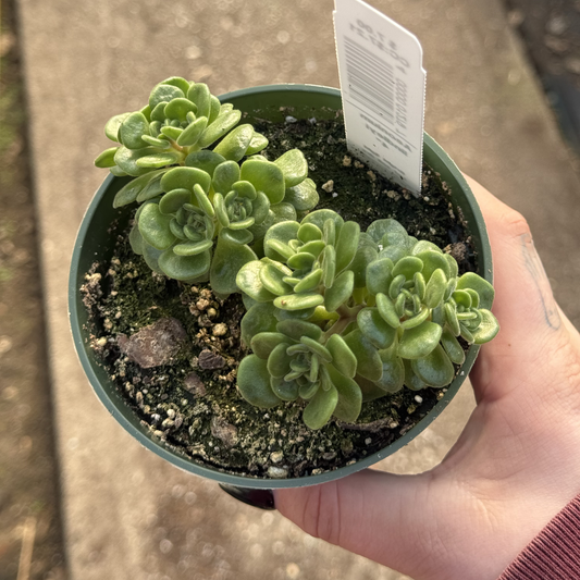 Aeonium lindleyi