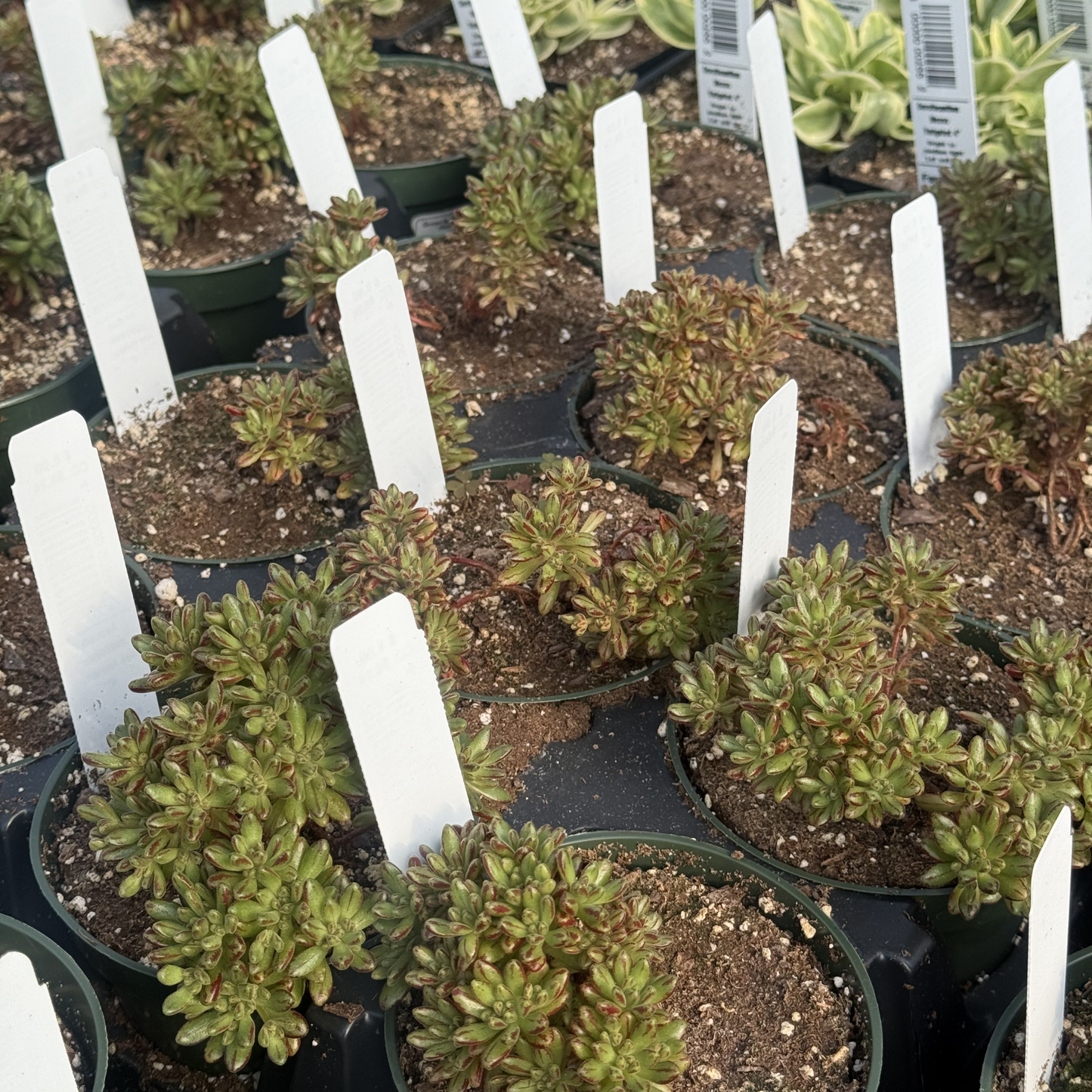 Aeonium sedifolium