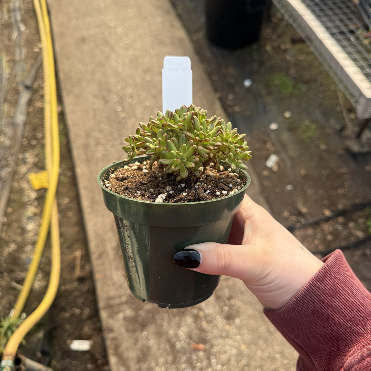 Aeonium sedifolium
