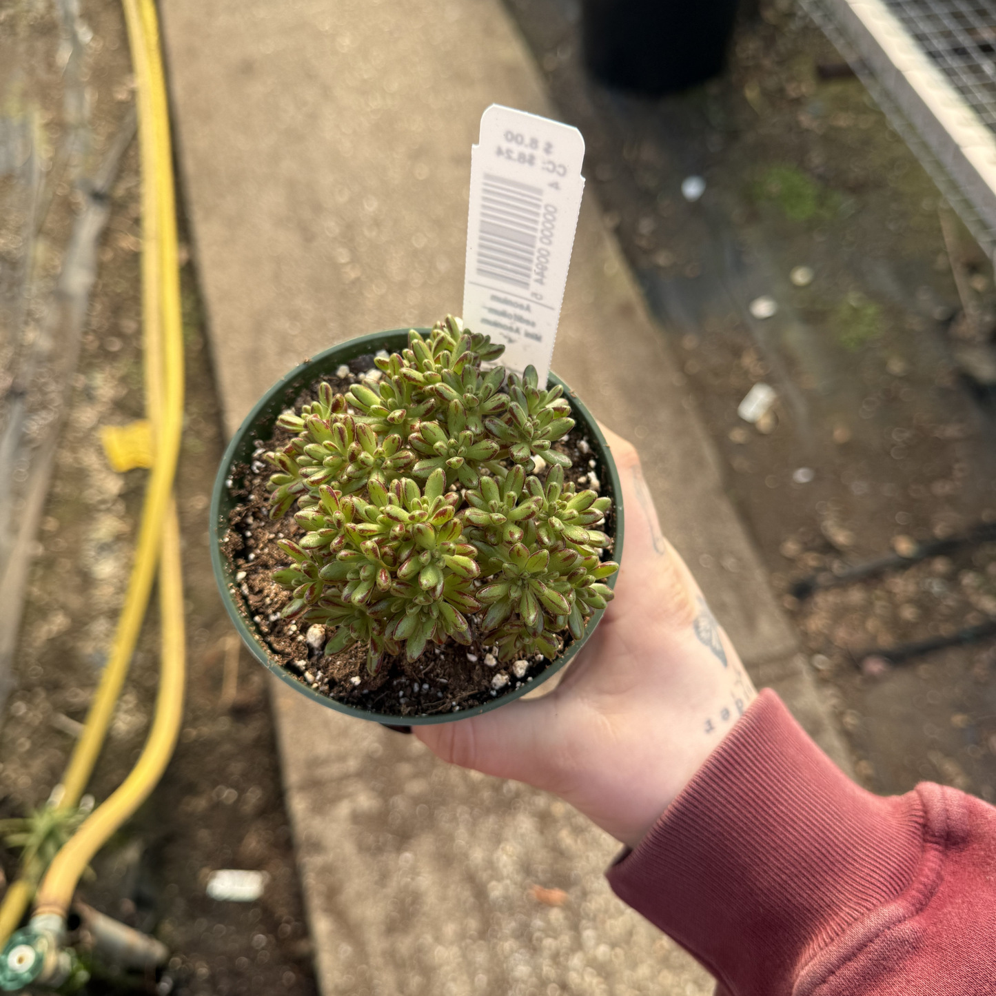 Aeonium sedifolium