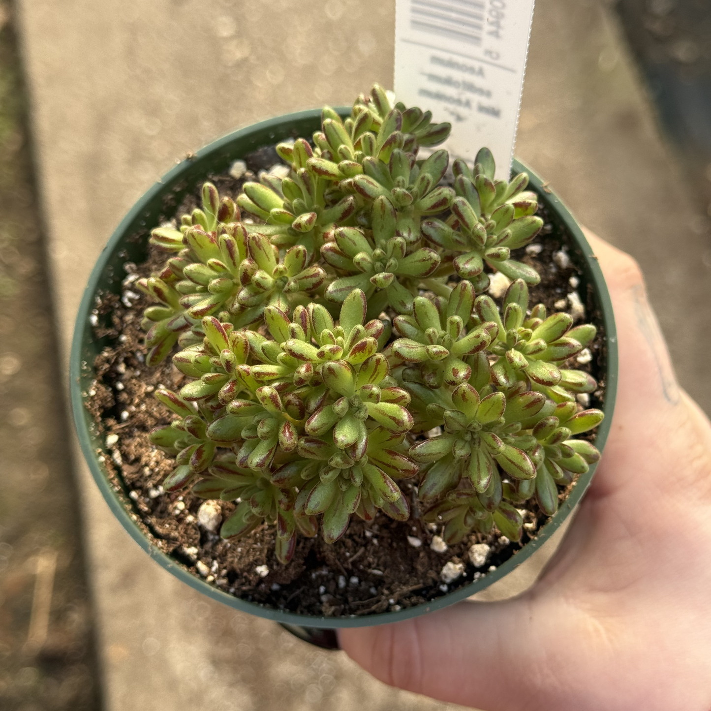 Aeonium sedifolium