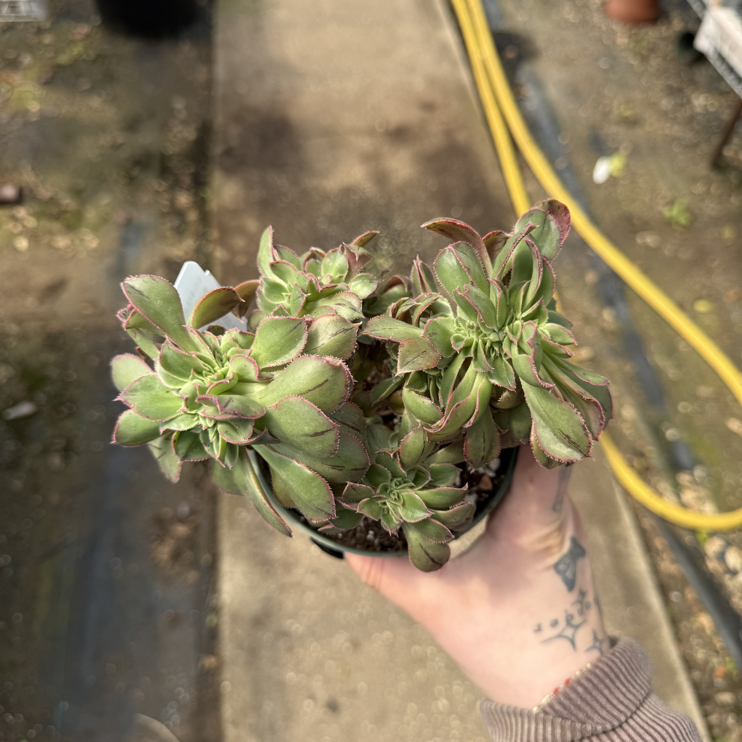 Aeonium haworthii f. cristata