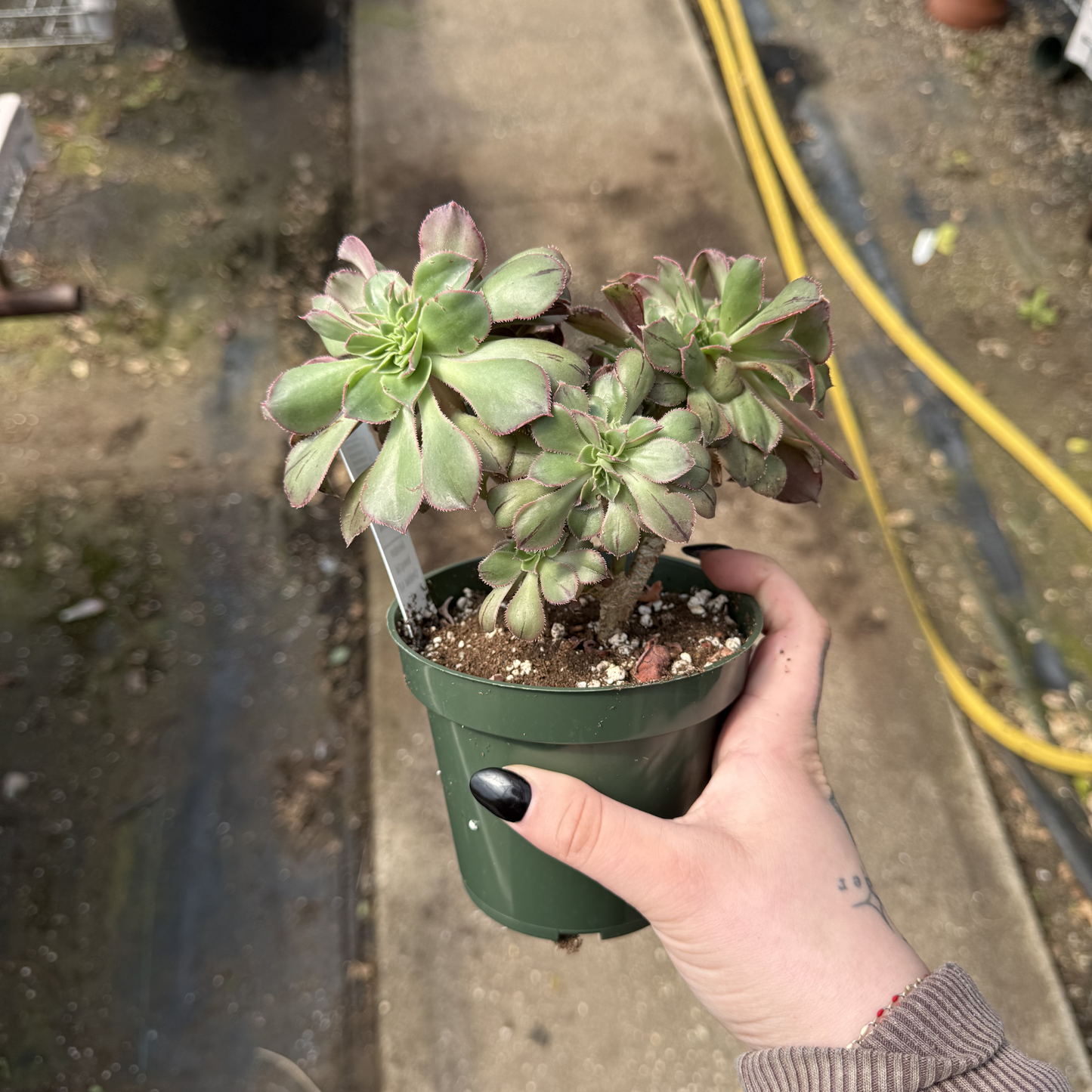 Aeonium haworthii f. cristata