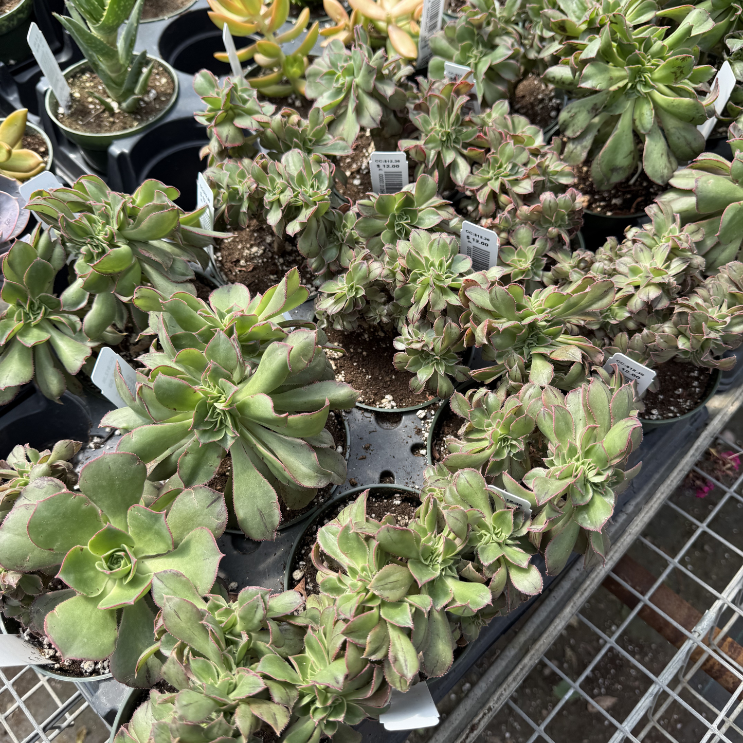 Aeonium haworthii f. cristata