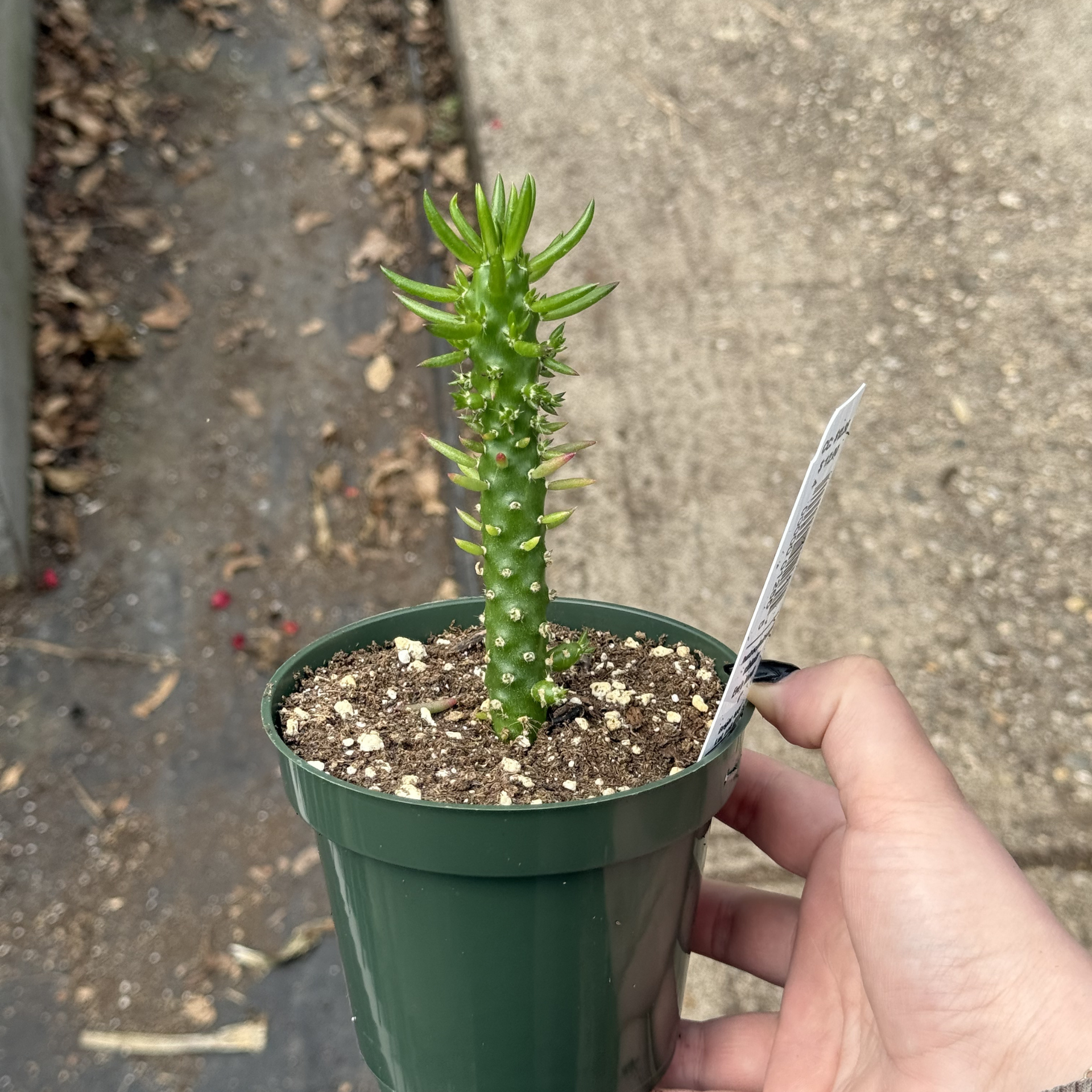 Austrocylindropuntia subulata – Fantastic Gardens