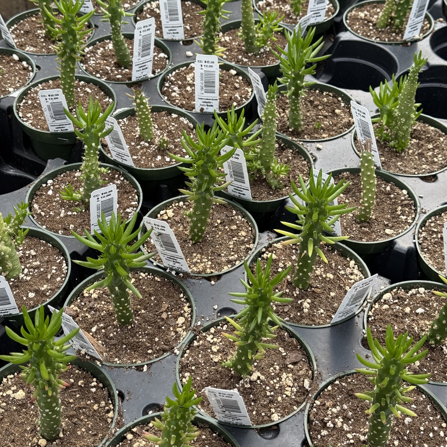 Austrocylindropuntia subulata