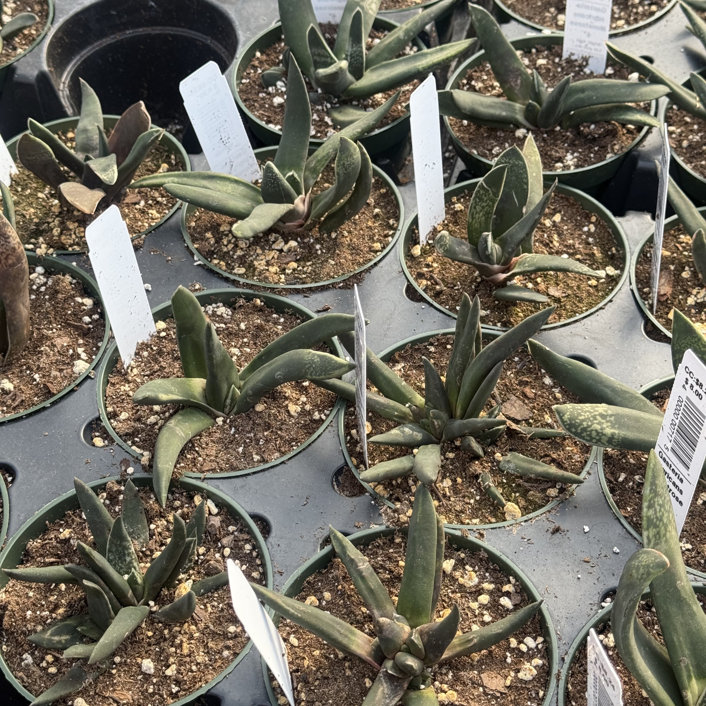 Gasteria nigricans f. monstrose