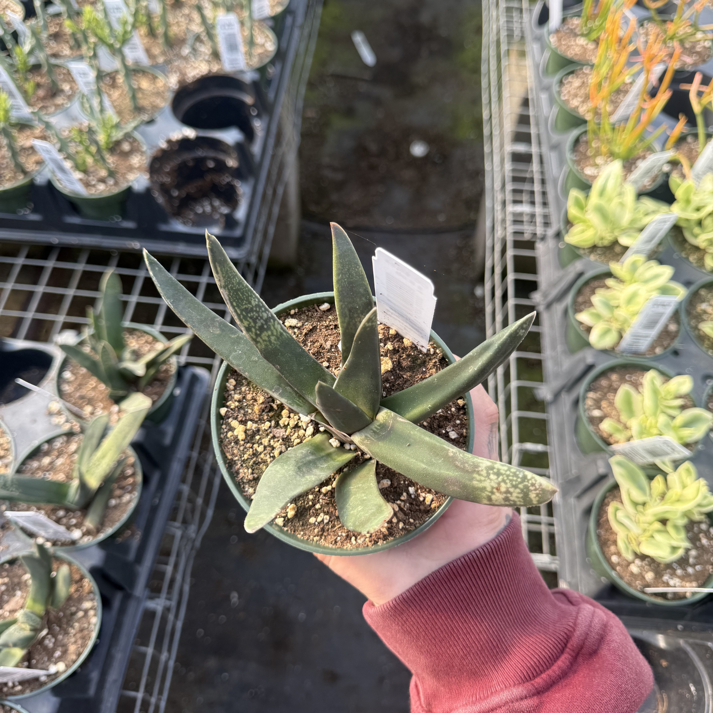 Gasteria nigricans f. monstrose