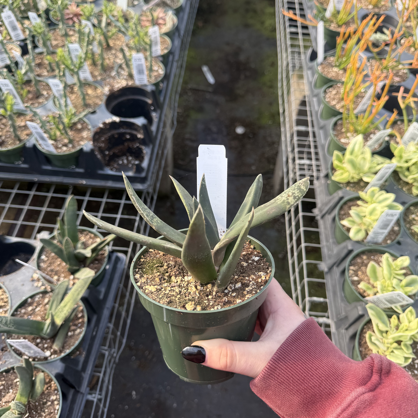 Gasteria nigricans f. monstrose