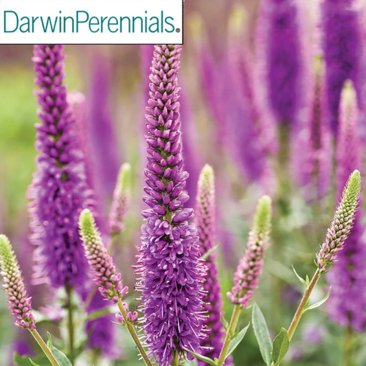 Veronica hybrida 'Purpleicious'