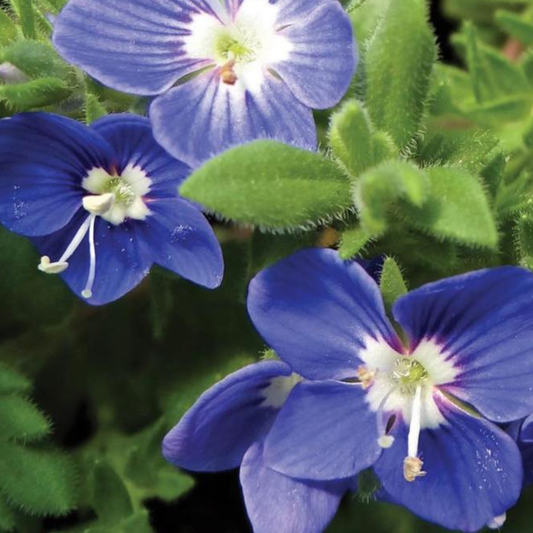 Veronica 'Tidal Pool'