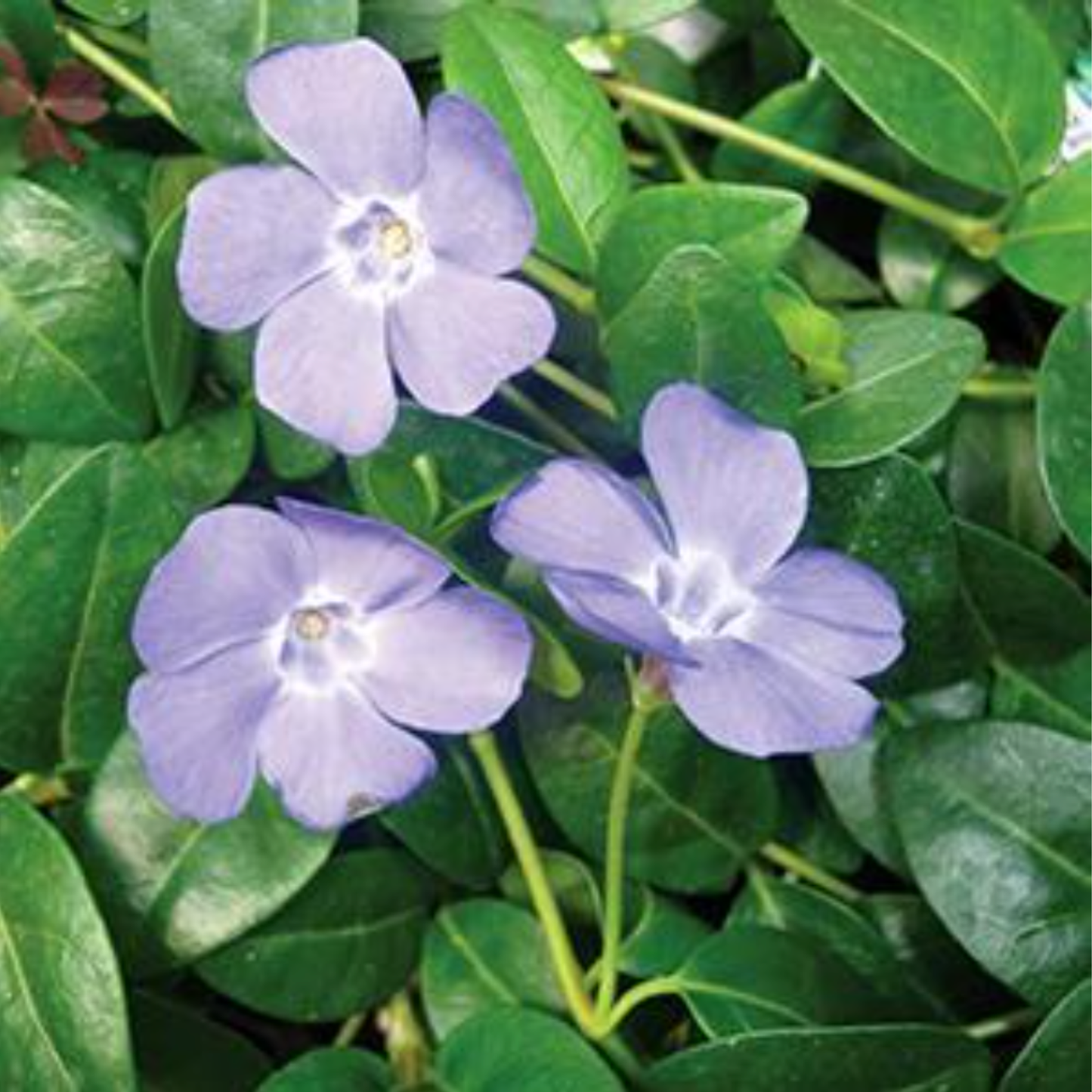 Vinca minor 'Bowles'