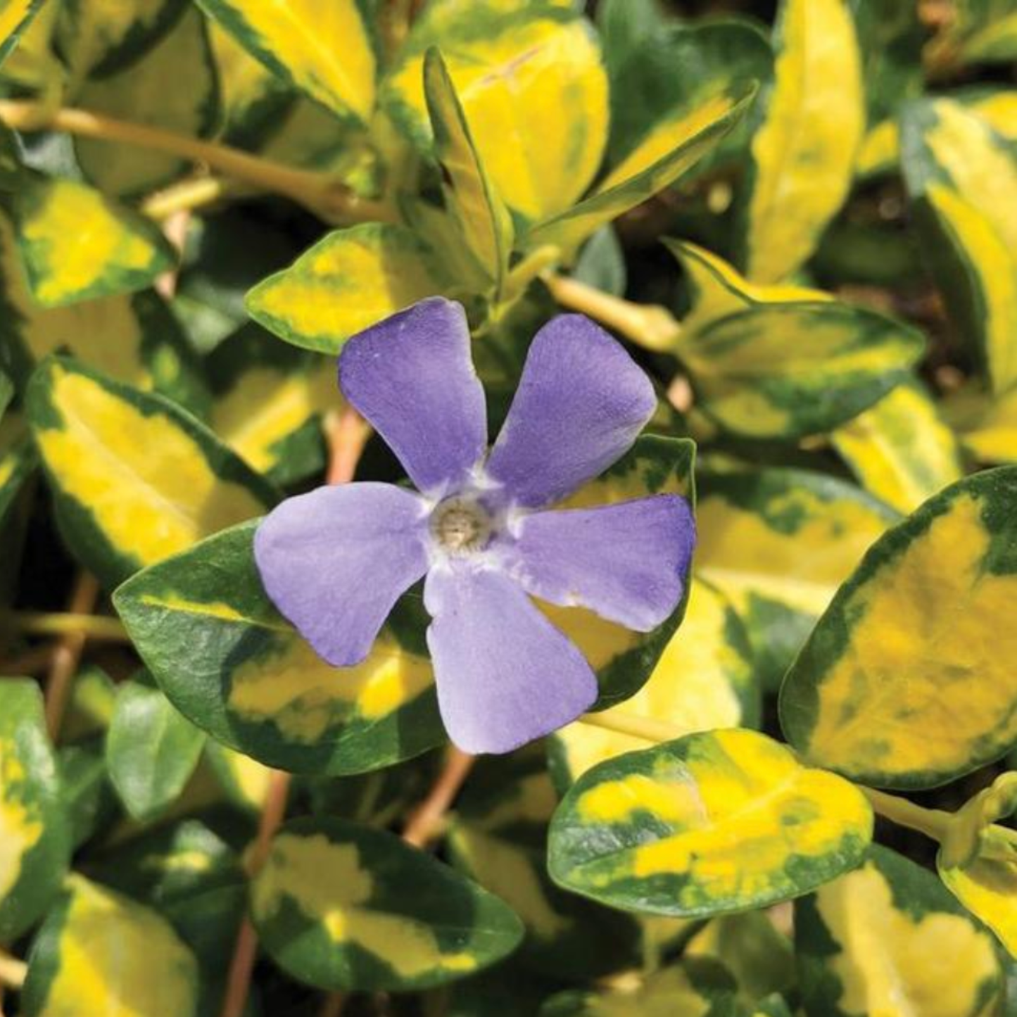 Vinca minor 'Illumination'