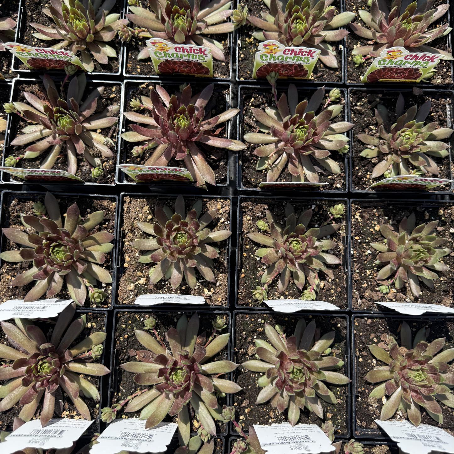 Sempervivum 'Candied Apple'