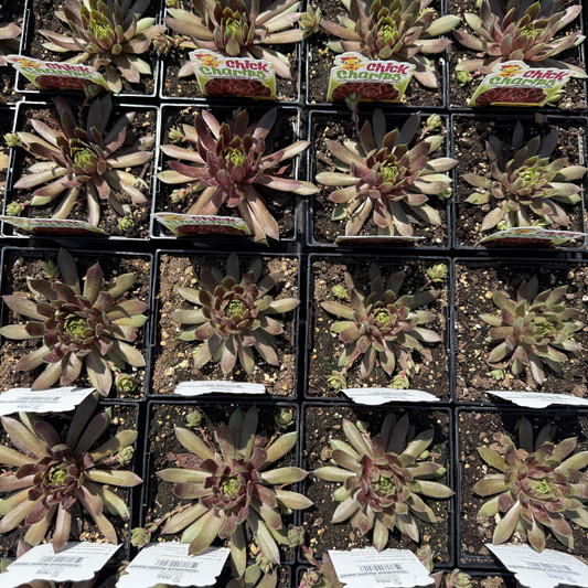 Sempervivum 'Candied Apple'
