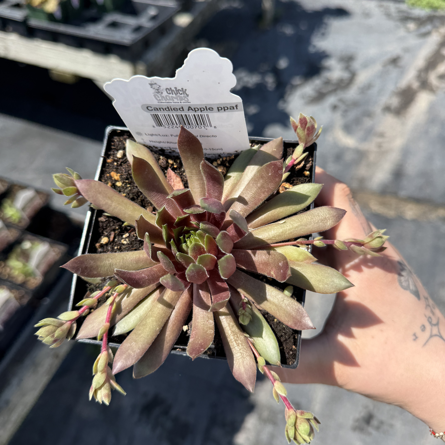 Sempervivum 'Candied Apple'