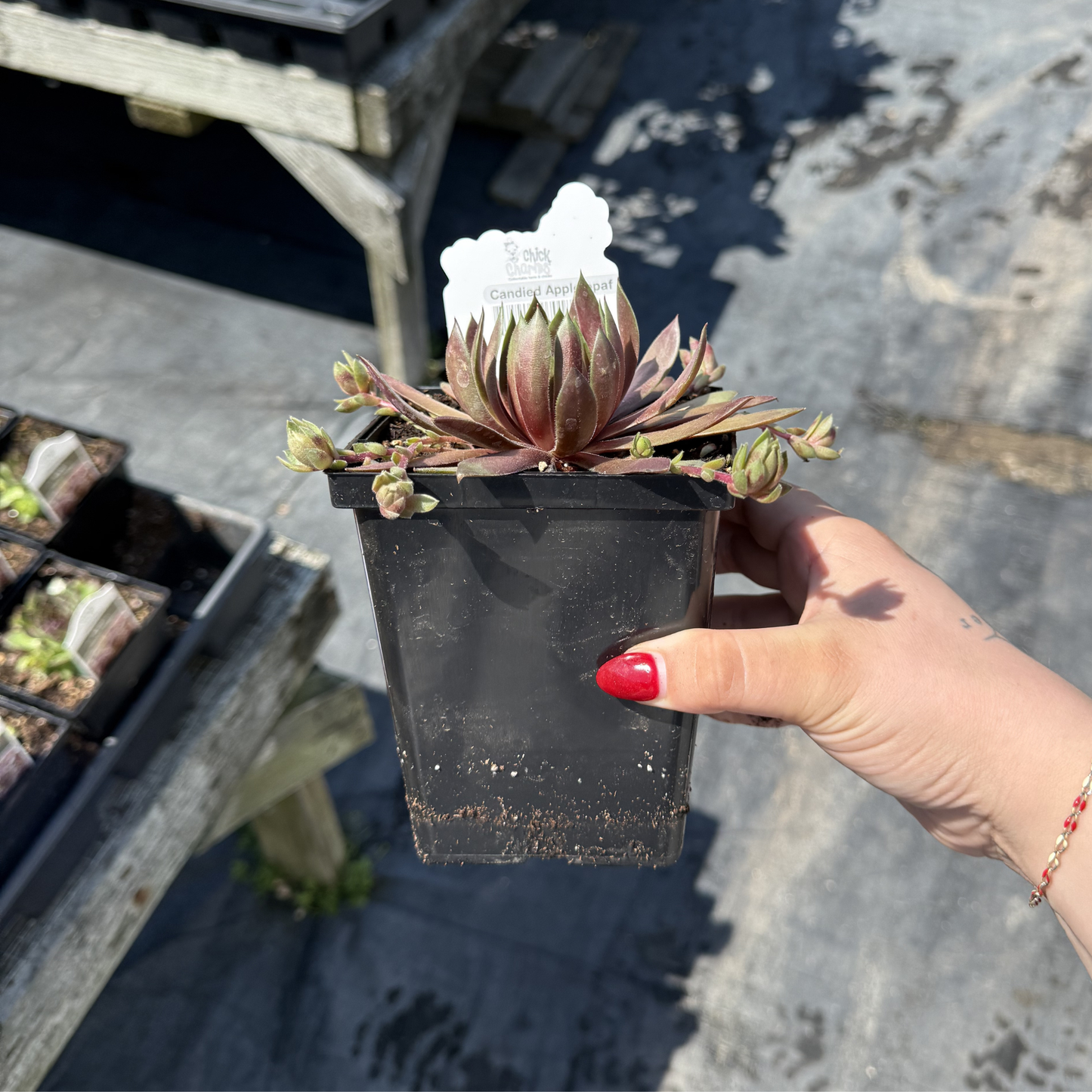 Sempervivum 'Candied Apple'