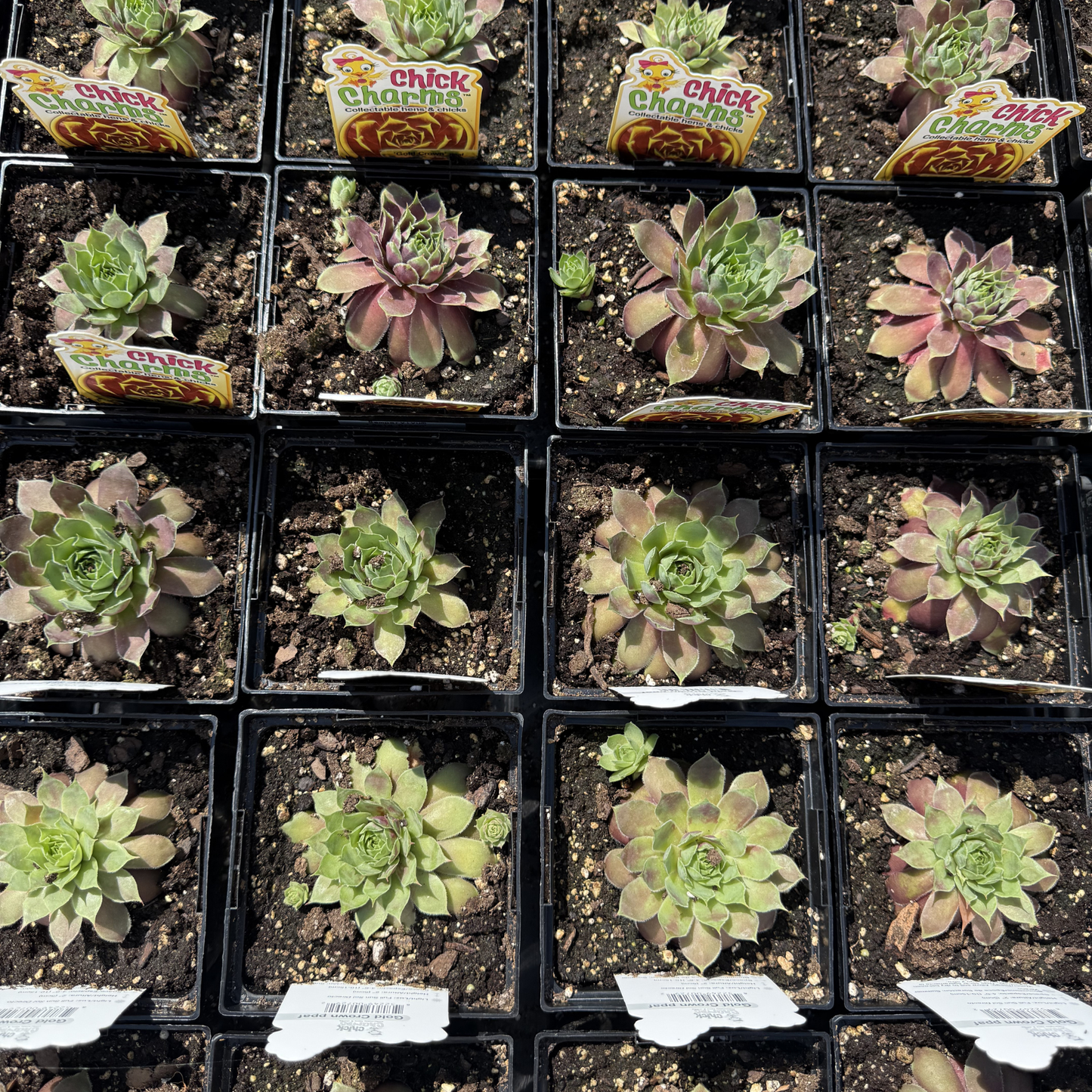 Sempervivum 'Gold Crown'